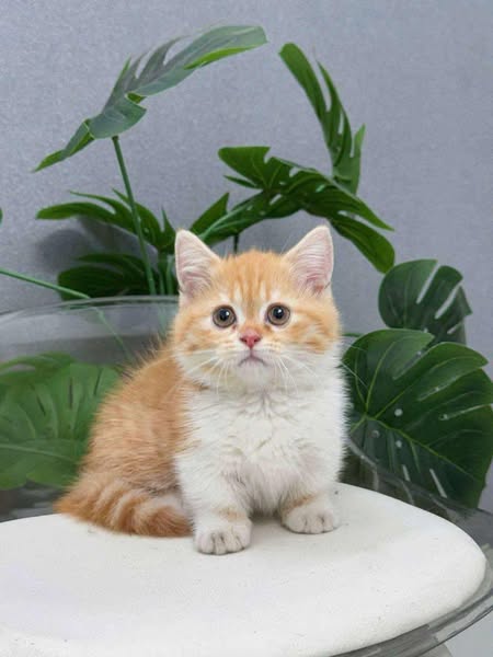 Munchkin