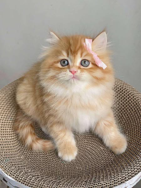 British Longhair