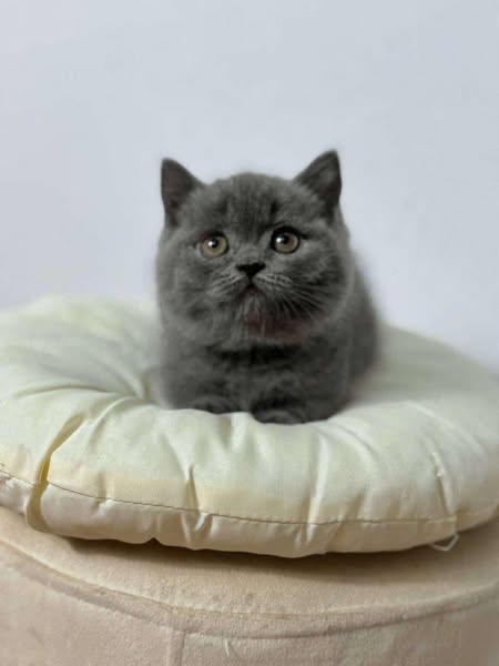 British Shorthair