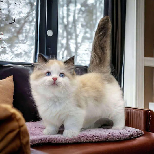 Munchkin Ragdoll