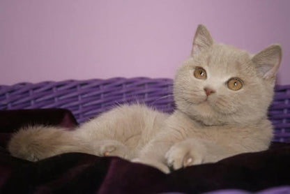British Shorthair