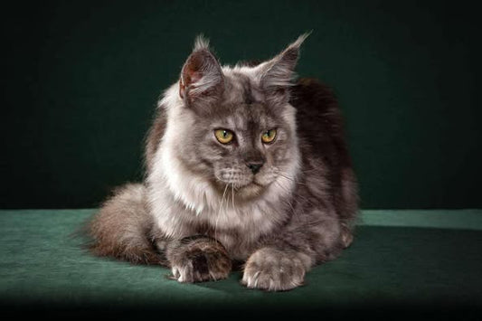 Maine Coon