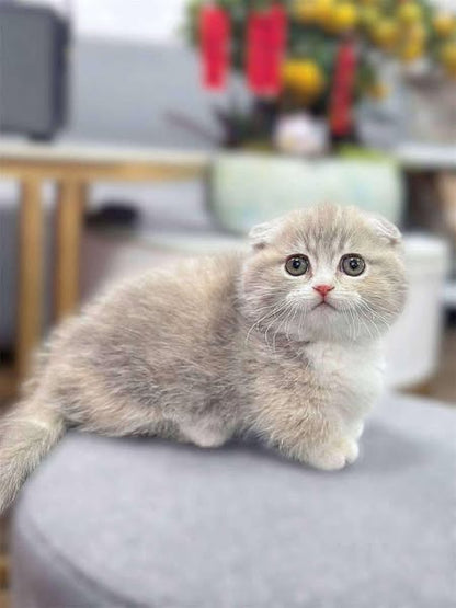 Munchkin Fold