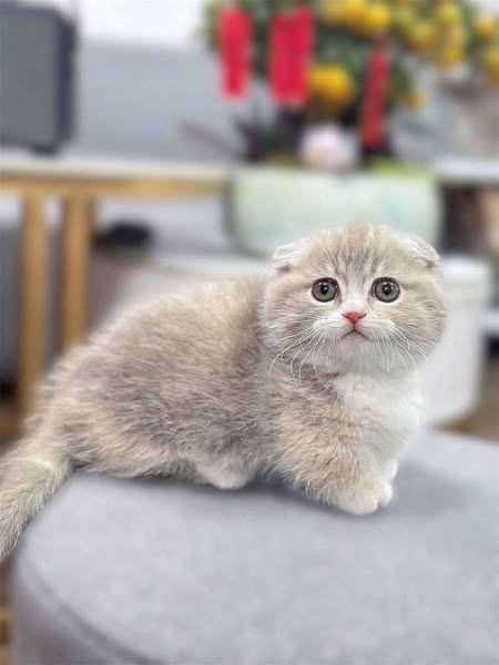 Munchkin Fold