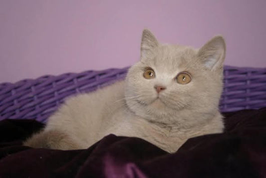 British Shorthair
