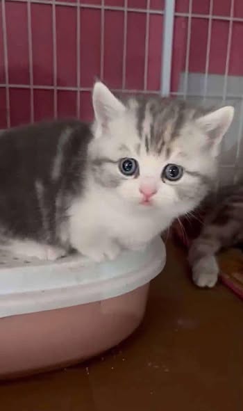 Munchkin
