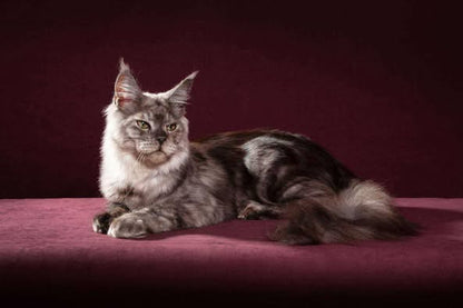 Maine Coon