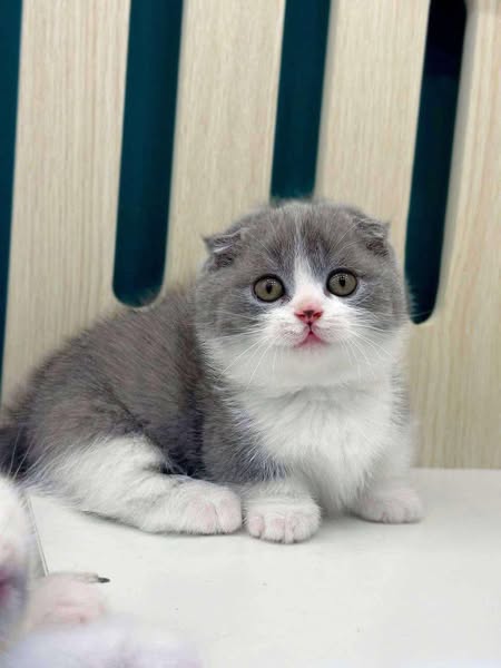 Munchkin Fold