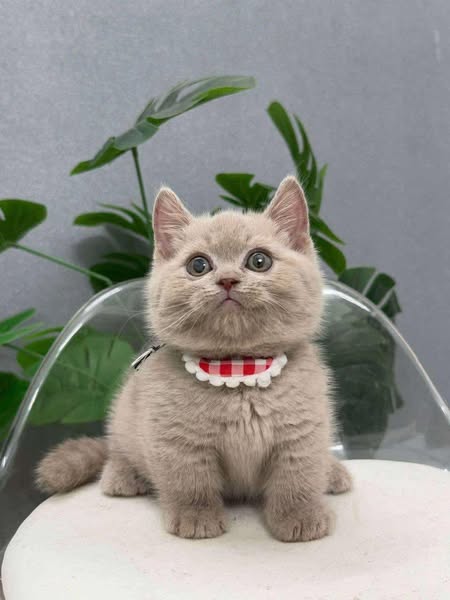 Munchkin