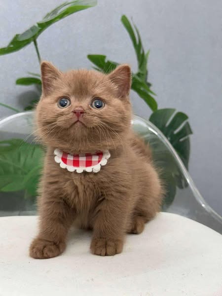 British Shorthair