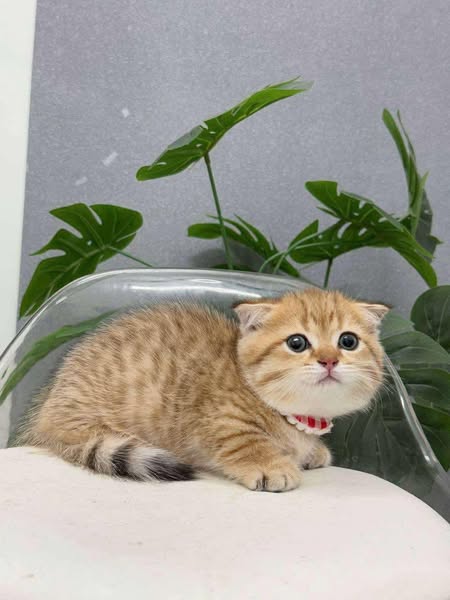 Munchkin Fold