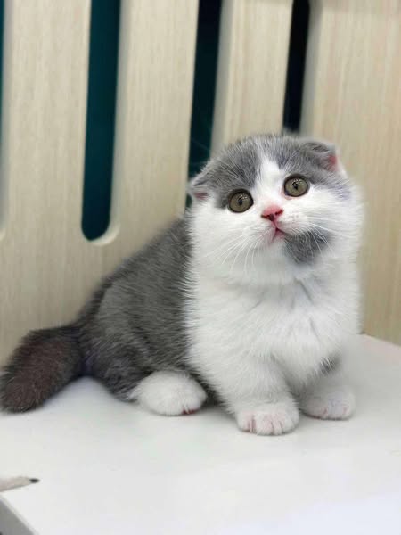 Munchkin Fold