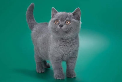 British Shorthair