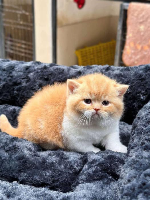 British Shorthair