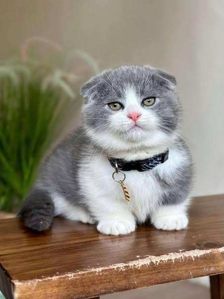Munchkin Fold