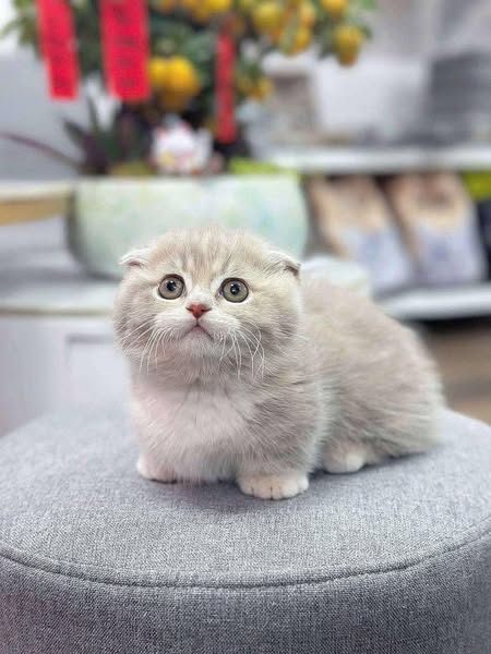 Munchkin Fold