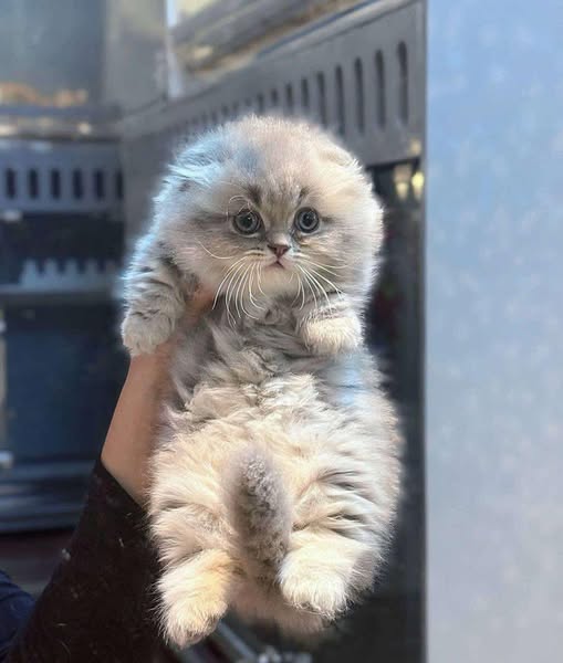 Munchkin Fold Longhair