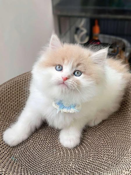 British Longhair