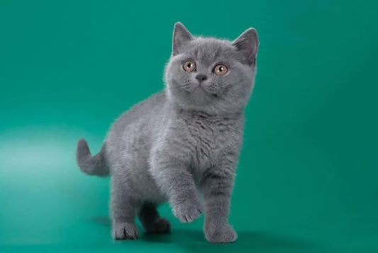 British Shorthair