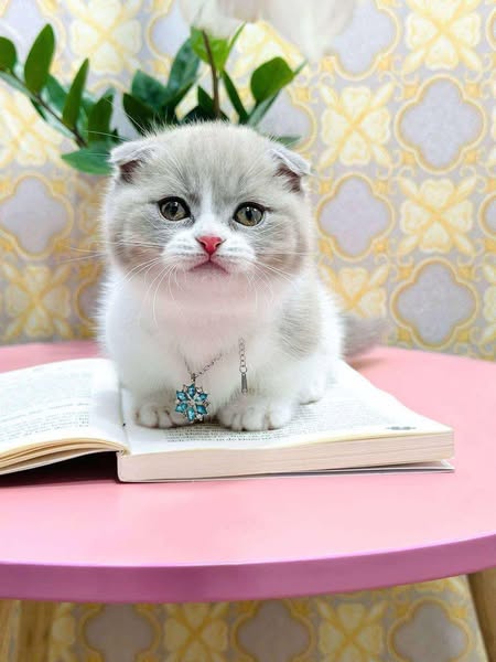 Munchkin Fold