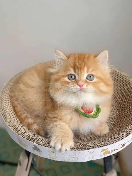 British Longhair