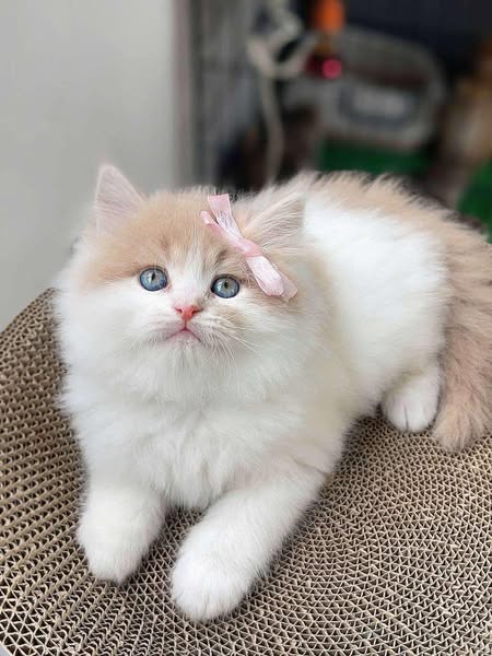 British Longhair