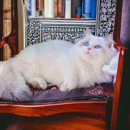 Munchkin Ragdoll