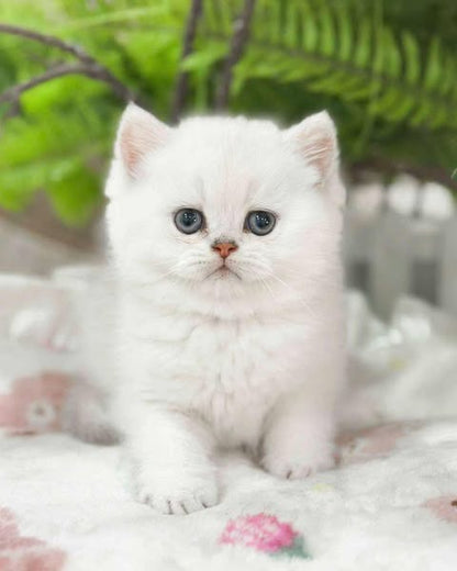 British Shorthair