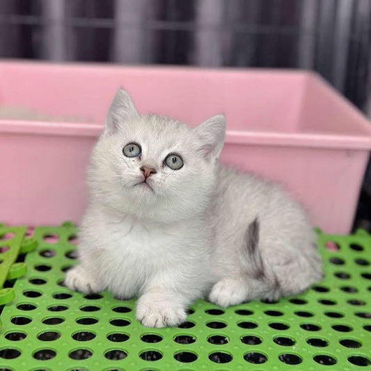 Munchkin