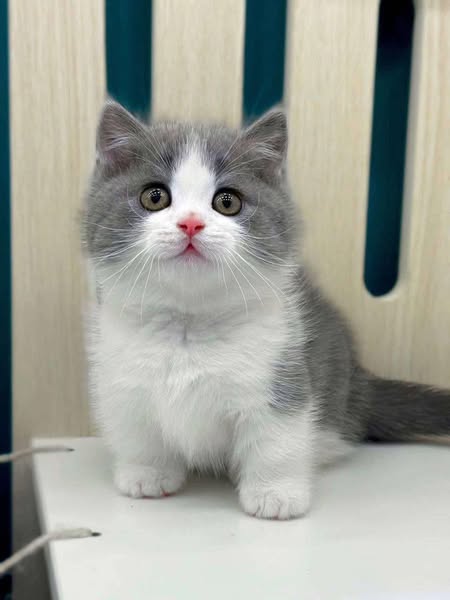 Munchkin