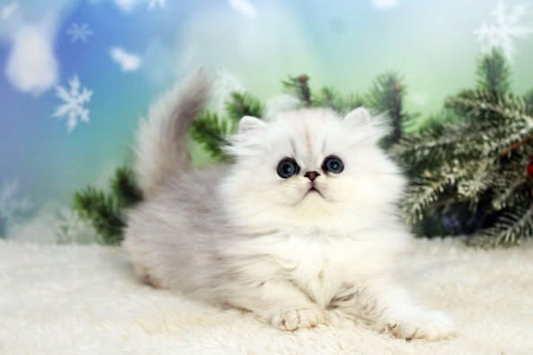 British Longhair