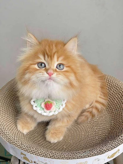 British Longhair