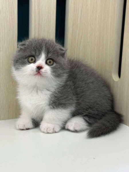 Munchkin Fold