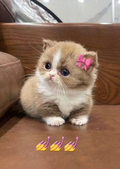 Munchkin