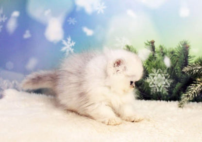 British Longhair