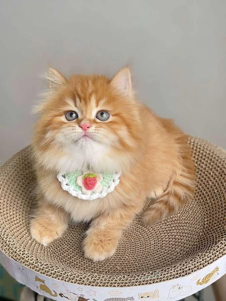 British Longhair