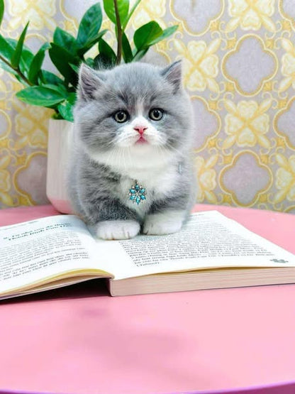 Munchkin