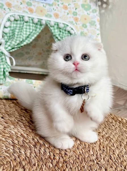 Munchkin Fold