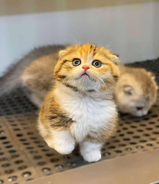 Munchkin Fold