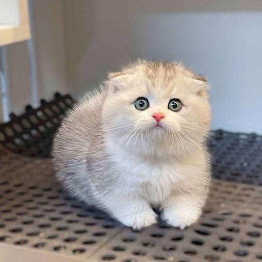 Munchkin Fold