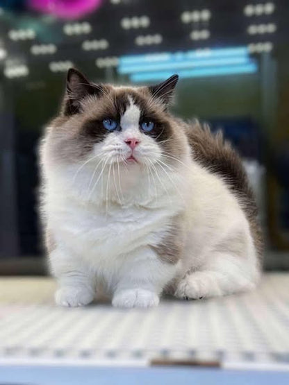 Munchkin Ragdoll