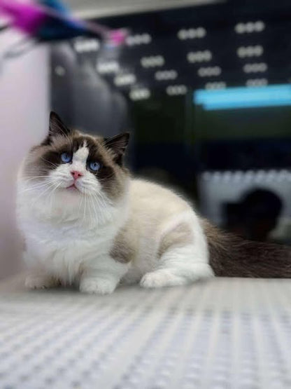 Munchkin Ragdoll