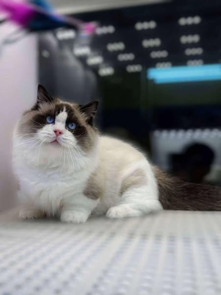 Munchkin Ragdoll