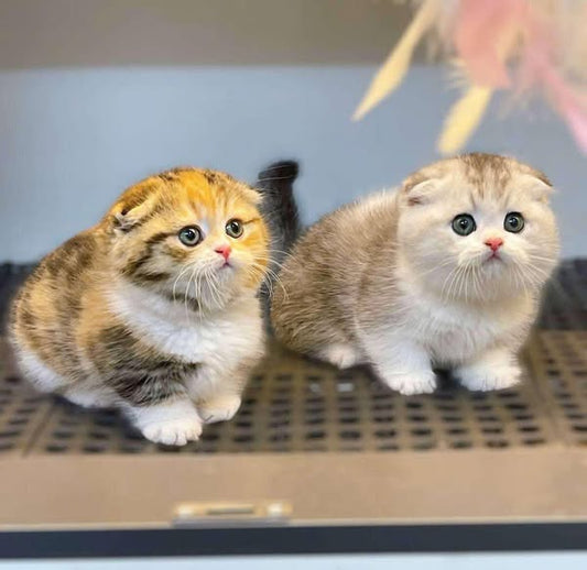 Munchkin Fold