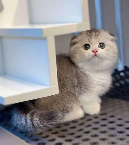 Munchkin Fold