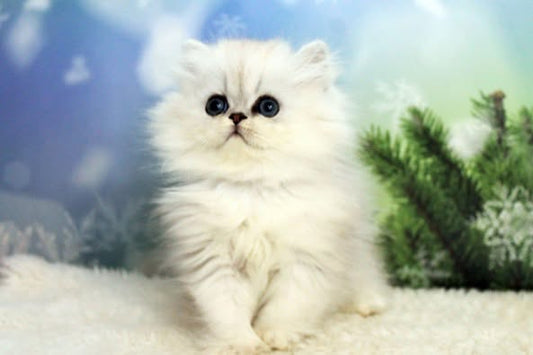 British Longhair