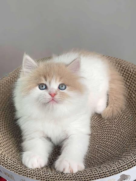 British Longhair