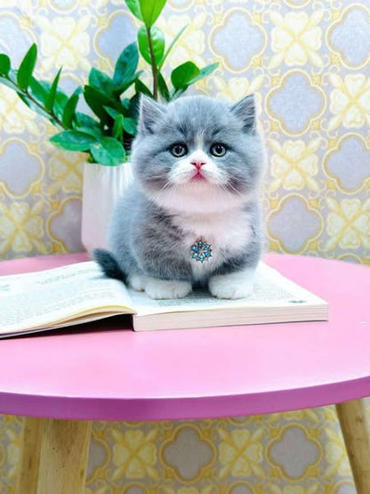 Munchkin