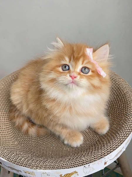 British Longhair