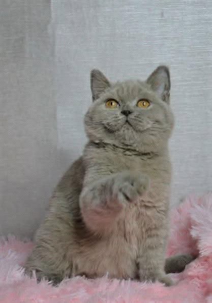 British Shorthair